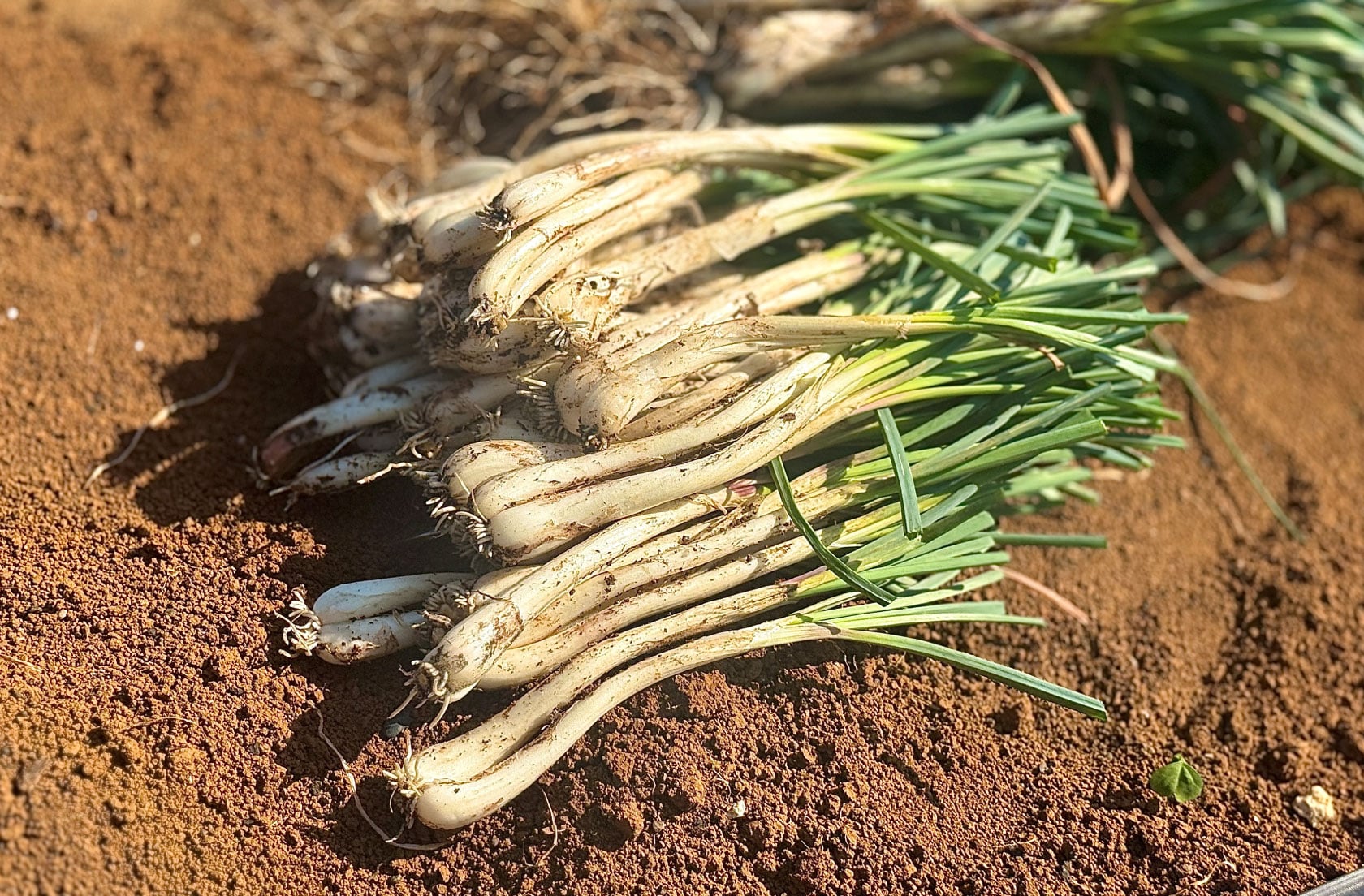 【3/14開催】島らっきょうマルシェ～伊江島から、採れたて直送「旬」が届く。～